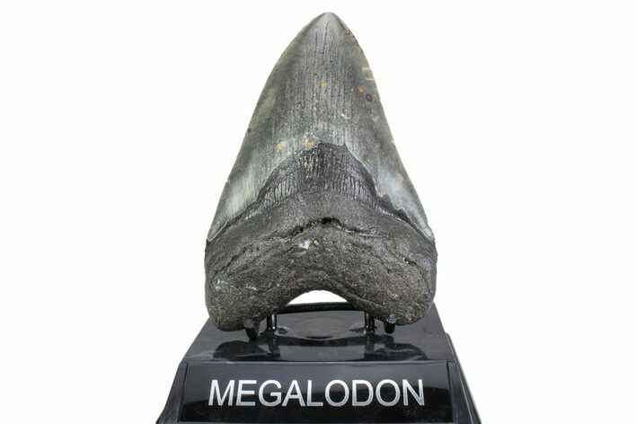 Serrated, Fossil Megalodon Tooth - North Carolina #378055